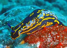 Morro Jable Dive Centre - Fuerteventura. Nudibranch.